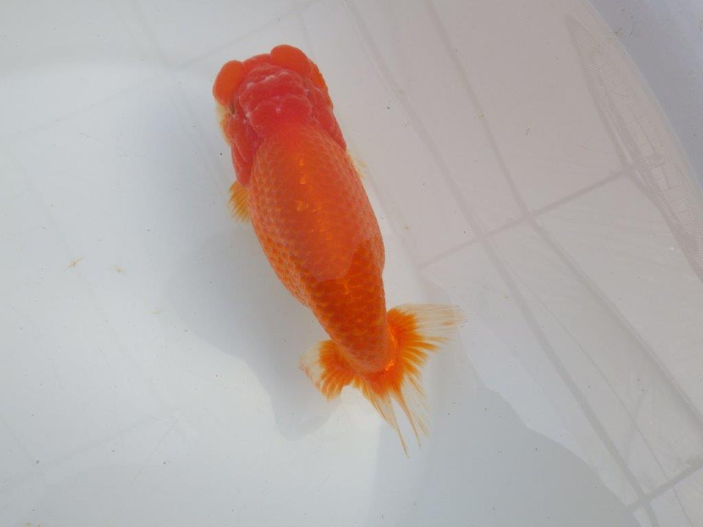 【愛知石黒英明氏】目幅のある頭で背なりも綺麗な明け二歳らんちゅう約16cmメス?