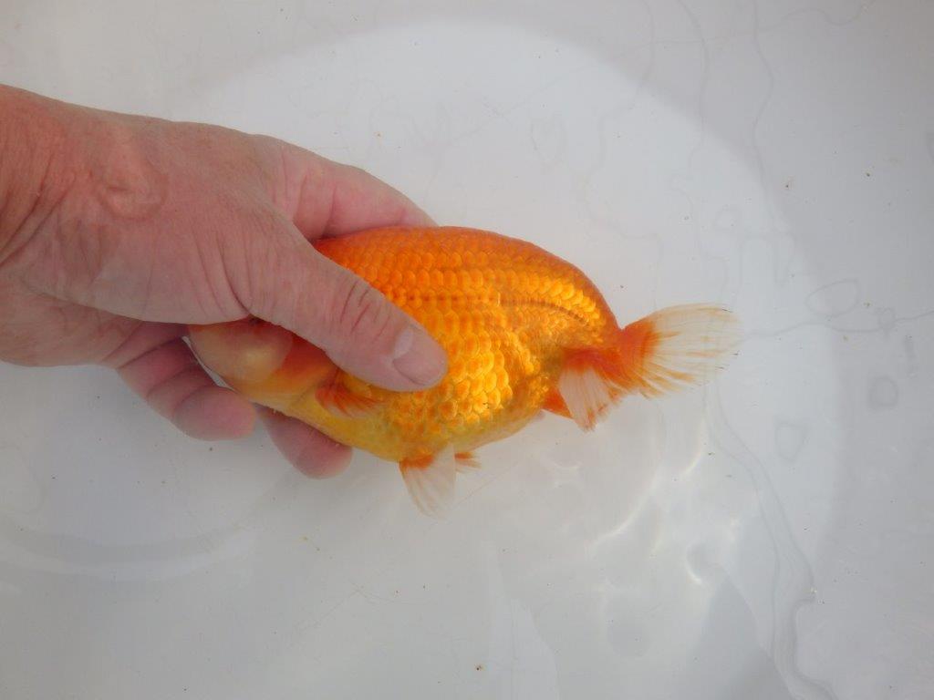 【愛知石黒英明氏】目幅のある頭で背なりも綺麗な明け二歳らんちゅう約16cmメス?