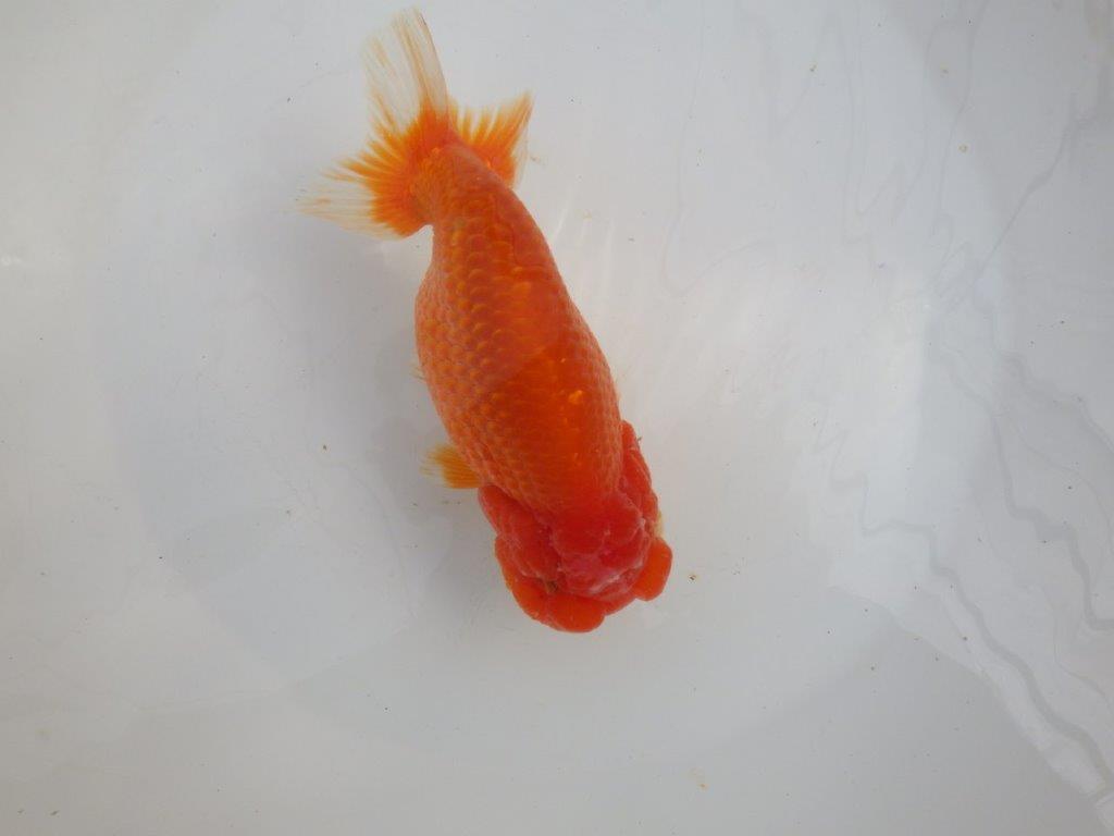 【愛知石黒英明氏】目幅のある頭で背なりも綺麗な明け二歳らんちゅう約16cmメス？の上身