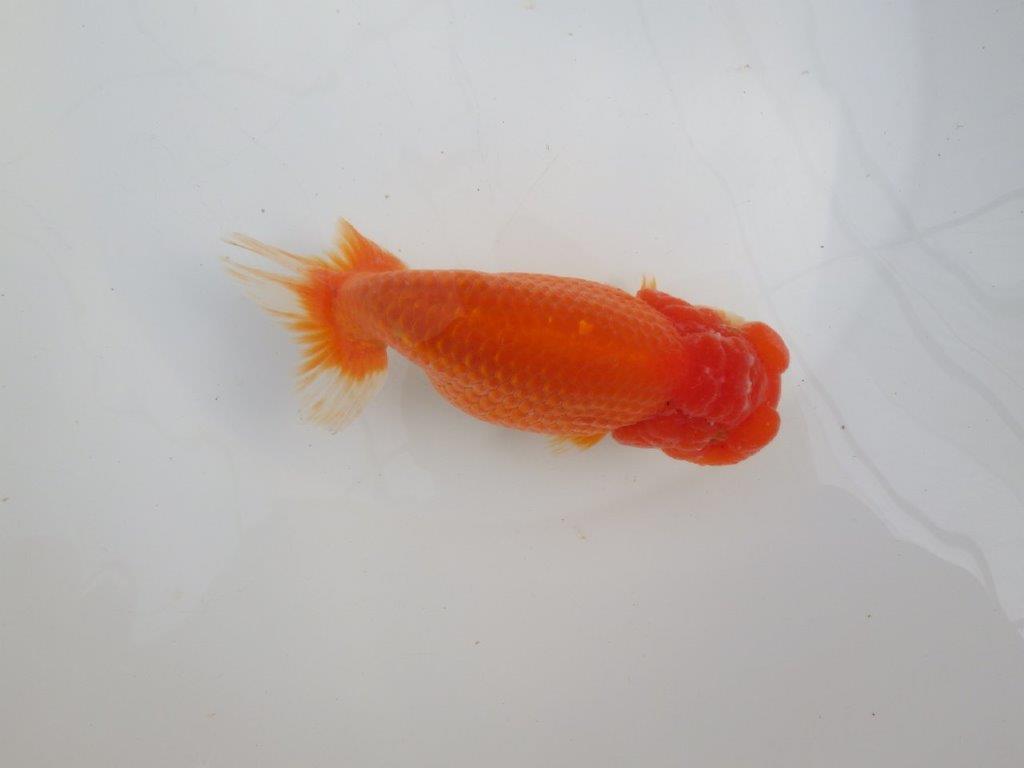 【愛知石黒英明氏】目幅のある頭で背なりも綺麗な明け二歳らんちゅう約16cmメス?