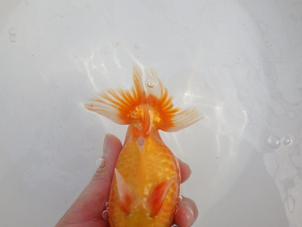 【愛知石黒英明氏】目幅のある頭で背なりも綺麗な明け二歳らんちゅう約16cmメス?