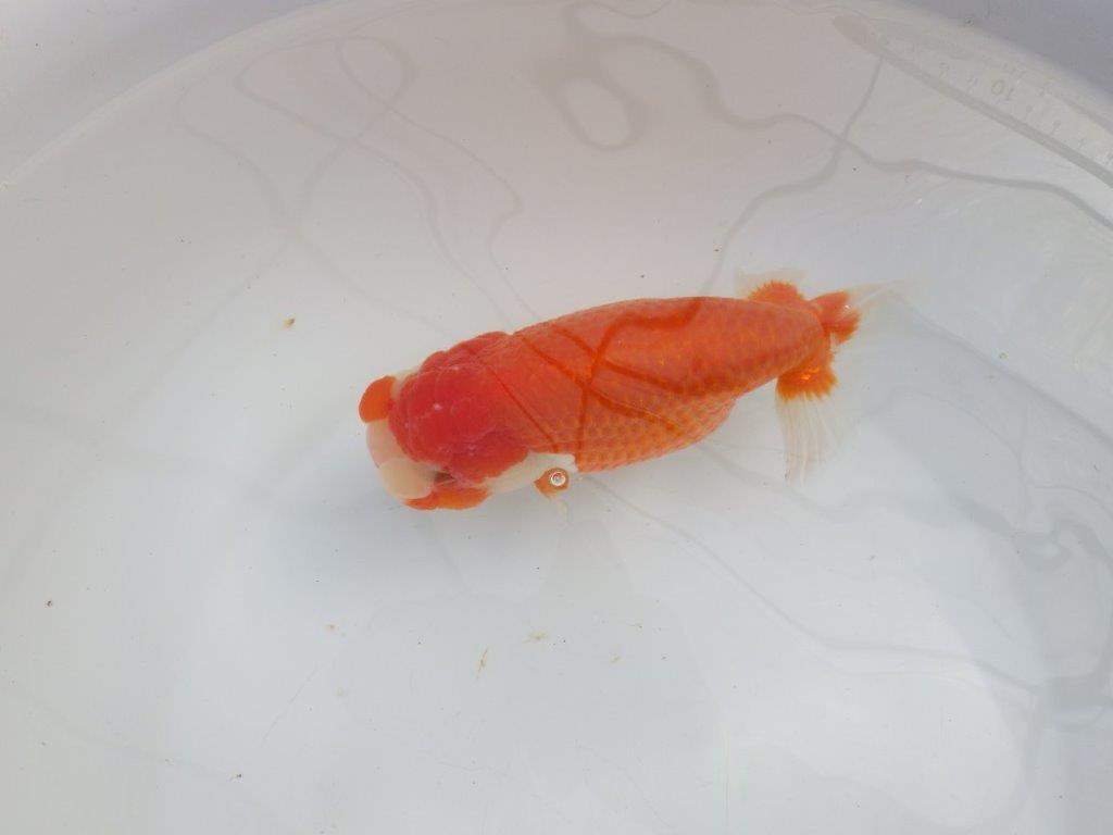 【愛知石黒英明氏】大迫力の明け二歳らんちゅう約17cmメス?