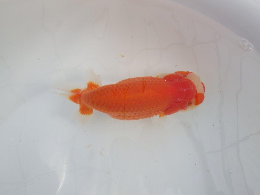 【愛知石黒英明氏】大迫力の明け二歳らんちゅう約17cmメス?