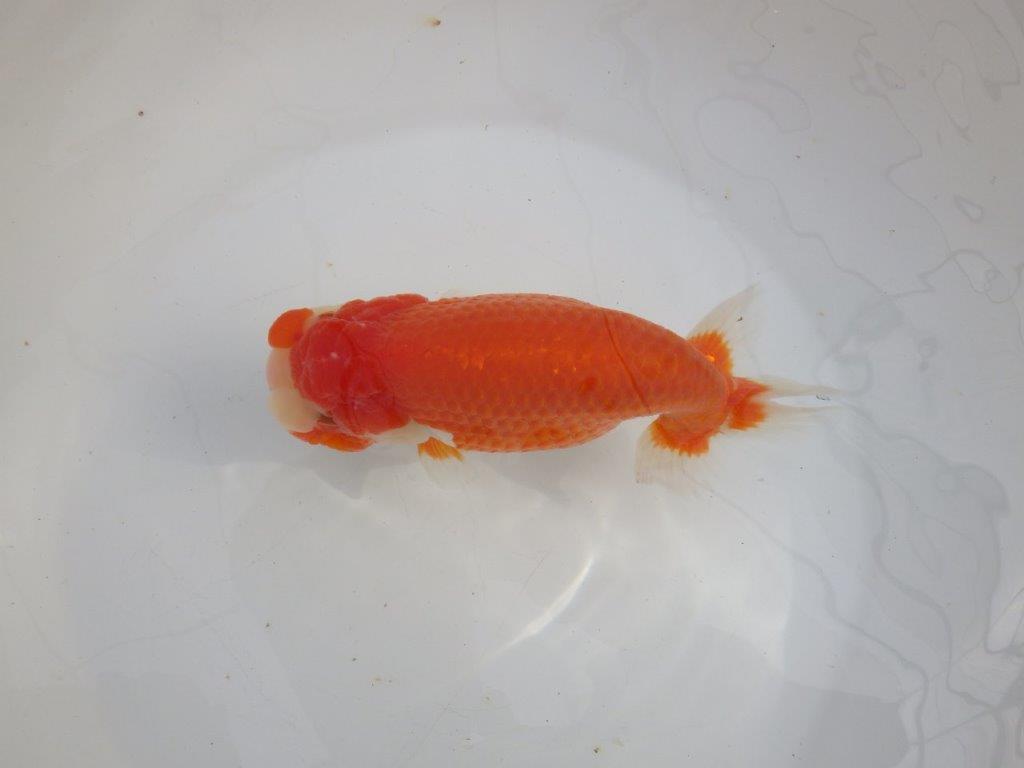 【愛知石黒英明氏】大迫力の明け二歳らんちゅう約17cmメス?