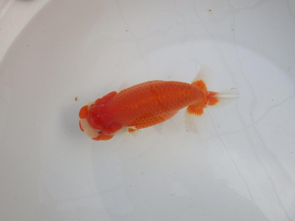 【愛知石黒英明氏】大迫力の明け二歳らんちゅう約17cmメス?