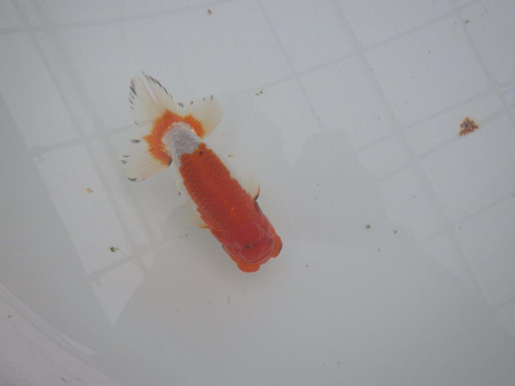 【浜松 安藤寛氏】フンタン＆背も綺麗で尾型も良い明け二歳らんちゅう約13㎝  オス