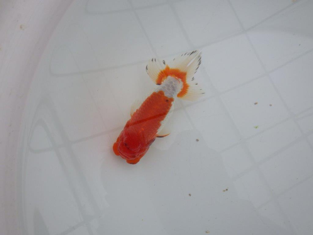 【浜松 安藤寛氏】フンタン＆背も綺麗で尾型も良い明け二歳らんちゅう約13㎝  オス