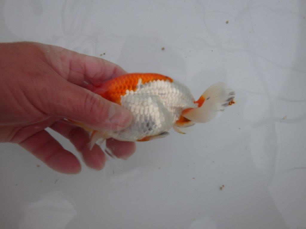 【浜松 安藤寛氏】フンタン＆背も綺麗で尾型も良い明け二歳らんちゅう約13㎝  オス