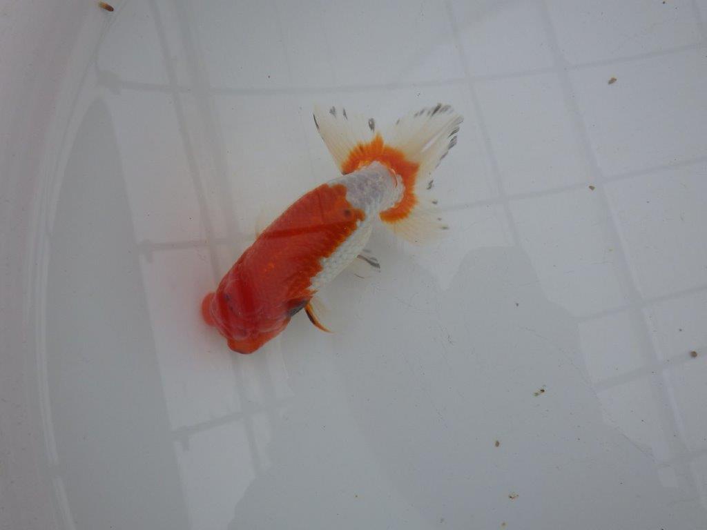 【浜松 安藤寛氏】フンタン＆背も綺麗で尾型も良い明け二歳らんちゅう約13㎝  オス