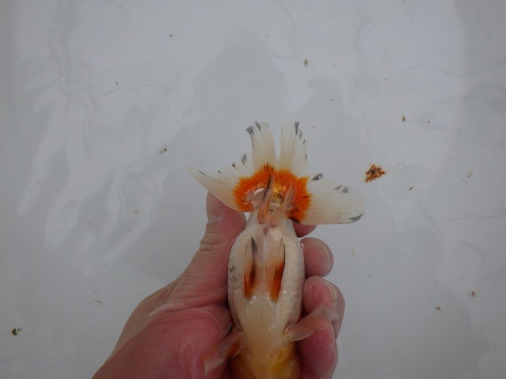 【浜松 安藤寛氏】フンタン＆背も綺麗で尾型も良い明け二歳らんちゅう約13㎝  オス