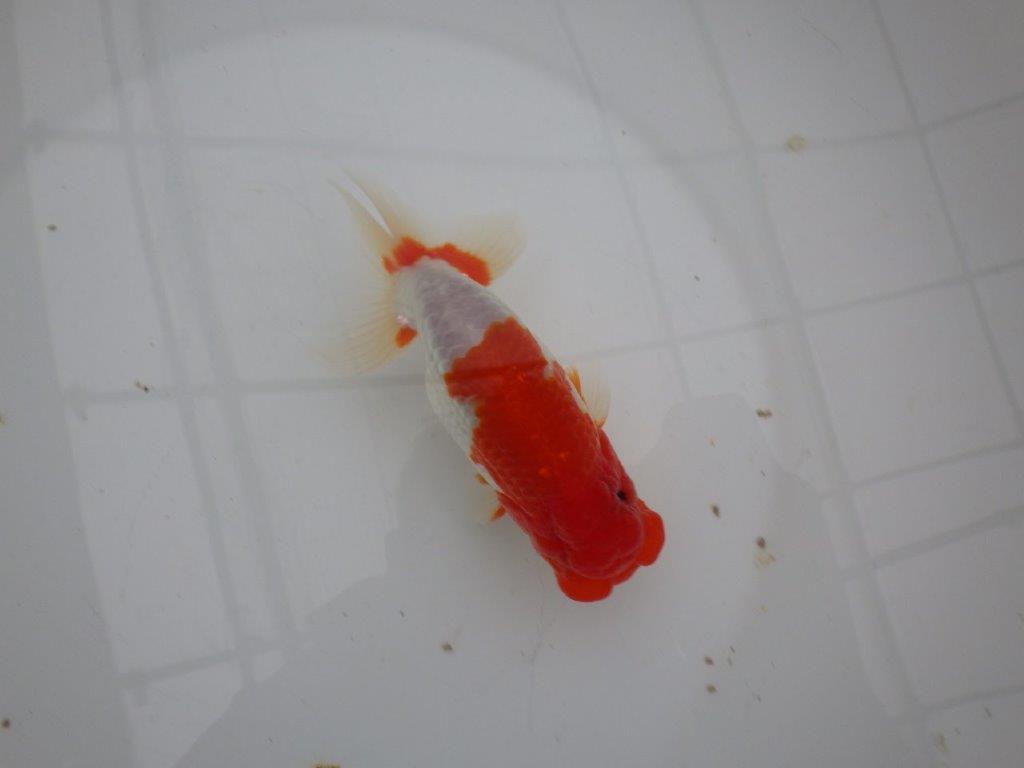 【浜松 安藤寛氏】飼い込みお勧め二歳会などにも！明け二歳らんちゅう約14cmオス