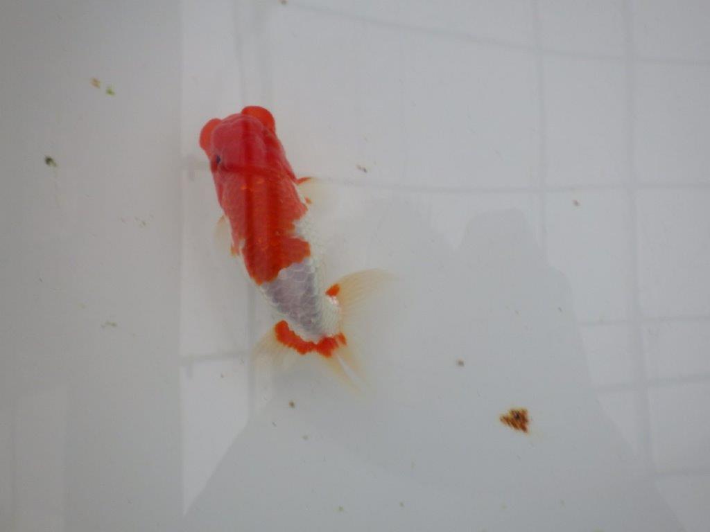 【浜松 安藤寛氏】飼い込みお勧め二歳会などにも！明け二歳らんちゅう約14cmオス