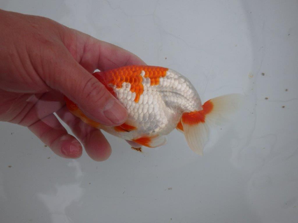 【浜松 安藤寛氏】飼い込みお勧め二歳会などにも！明け二歳らんちゅう約14cmオス