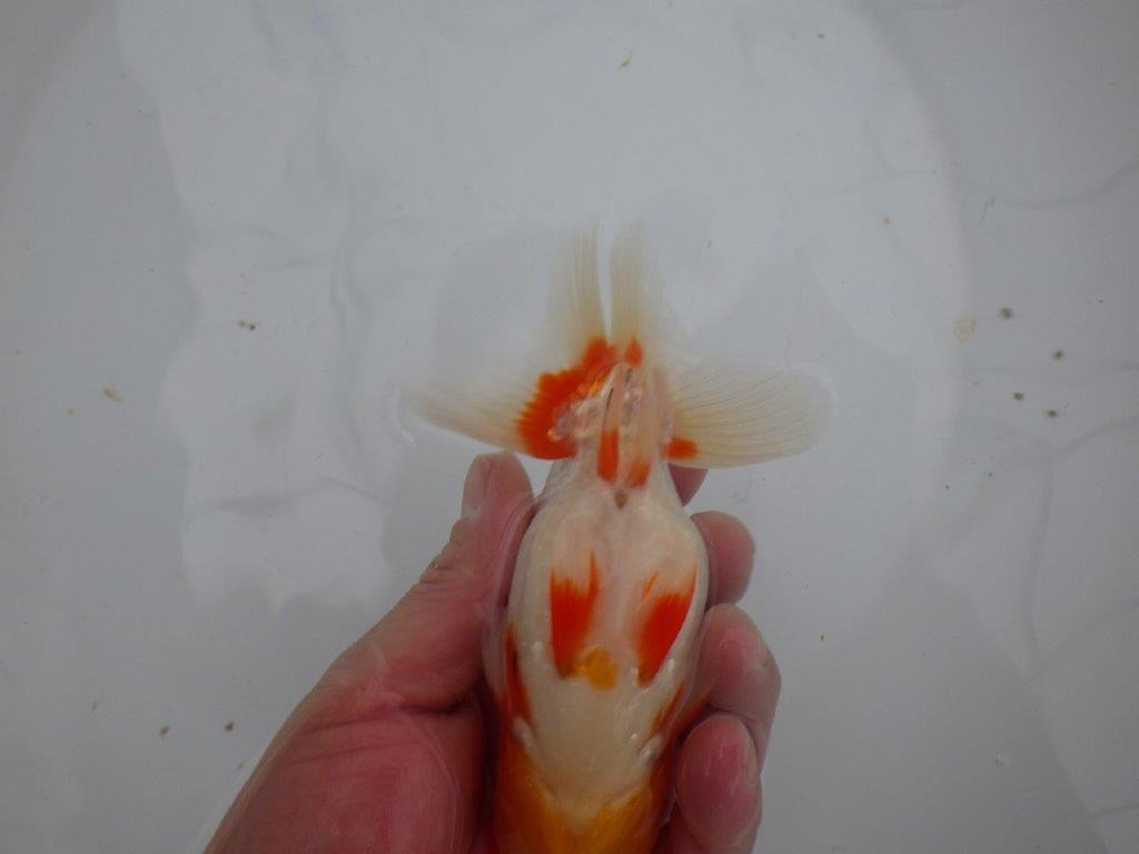 【浜松 安藤寛氏】飼い込みお勧め二歳会などにも！明け二歳らんちゅう約14cmオス