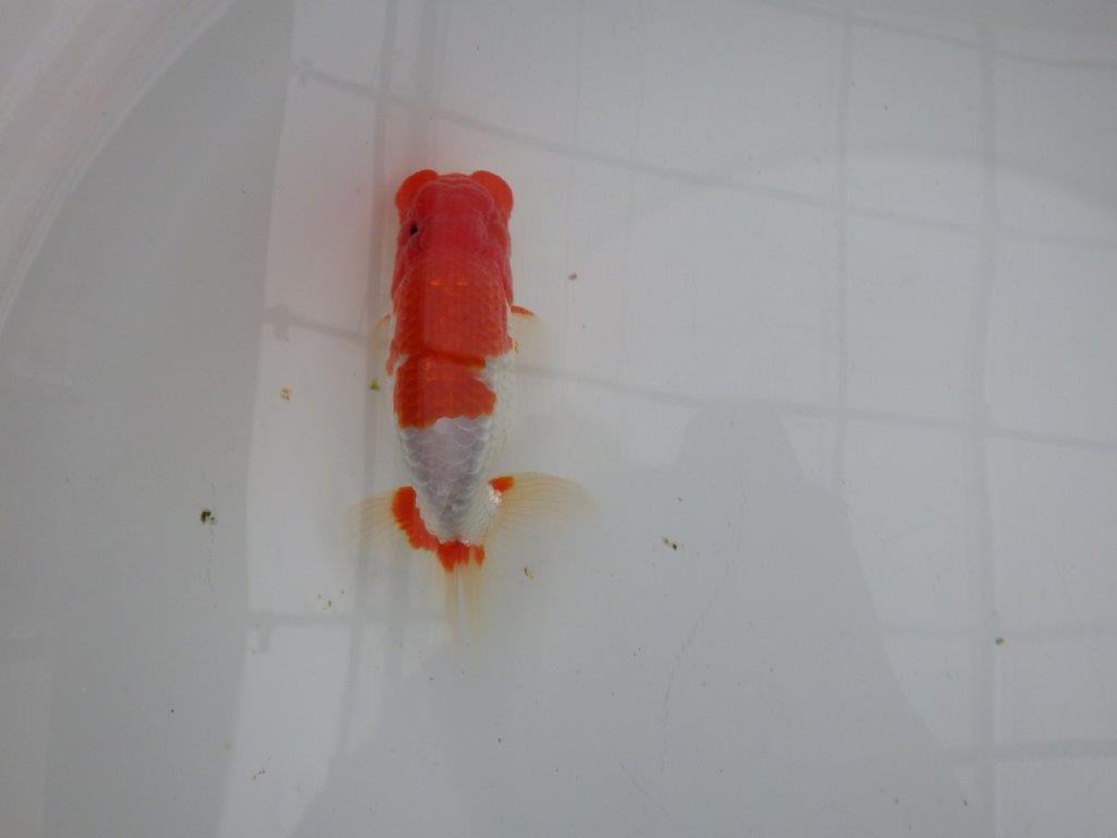 【浜松 安藤寛氏】飼い込みお勧め二歳会などにも！明け二歳らんちゅう約14cmオス