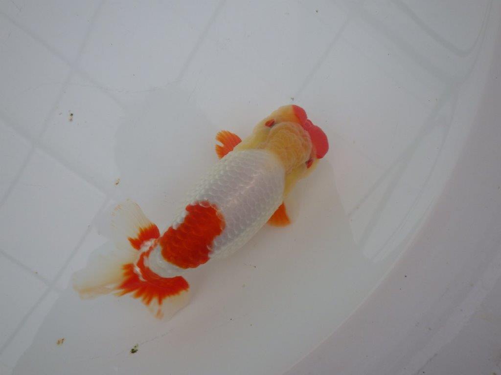 【浜松 川口久男氏】全国レベルのブリーダー作明け二歳らんちゅう約14,5㎝  オス