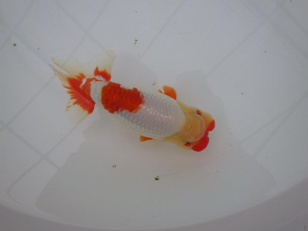 【浜松 川口久男氏】全国レベルのブリーダー作明け二歳らんちゅう約14,5㎝  オス