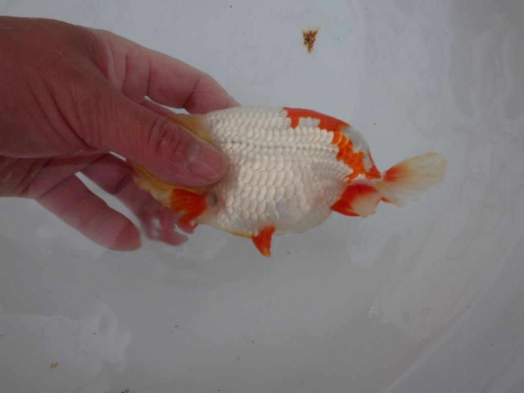 【浜松 川口久男氏】全国レベルのブリーダー作明け二歳らんちゅう約14,5㎝  オス