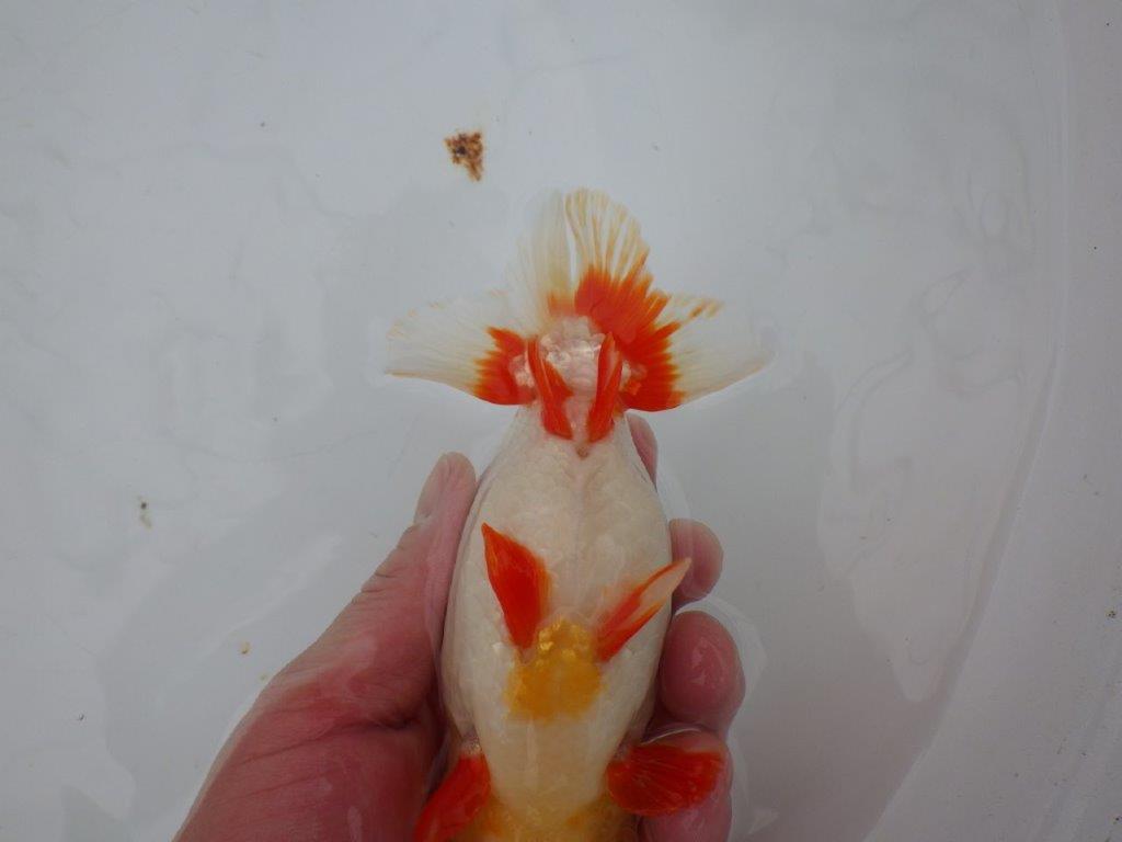 【浜松 川口久男氏】全国レベルのブリーダー作明け二歳らんちゅう約14,5㎝  オス