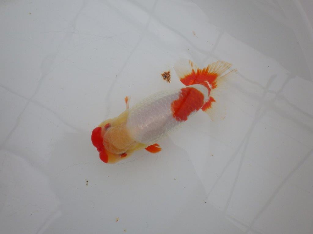 【浜松 川口久男氏】全国レベルのブリーダー作明け二歳らんちゅう約14,5㎝  オス