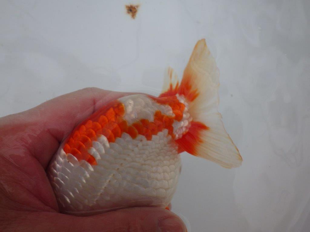 【浜松 川口久男氏】全国レベルのブリーダー作明け二歳らんちゅう約14,5㎝  オス