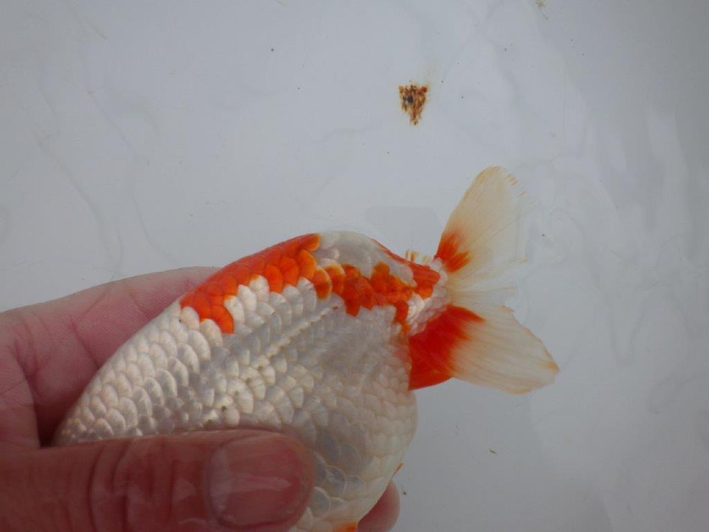 【浜松 川口久男氏】全国レベルのブリーダー作明け二歳らんちゅう約14,5㎝  オス