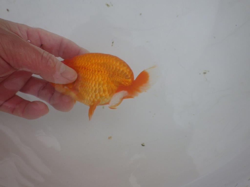 【岐阜超フンタンブリーダー】特に尾型、構えが魅力的な明け二歳らんちゅう 約11,5㎝ オス