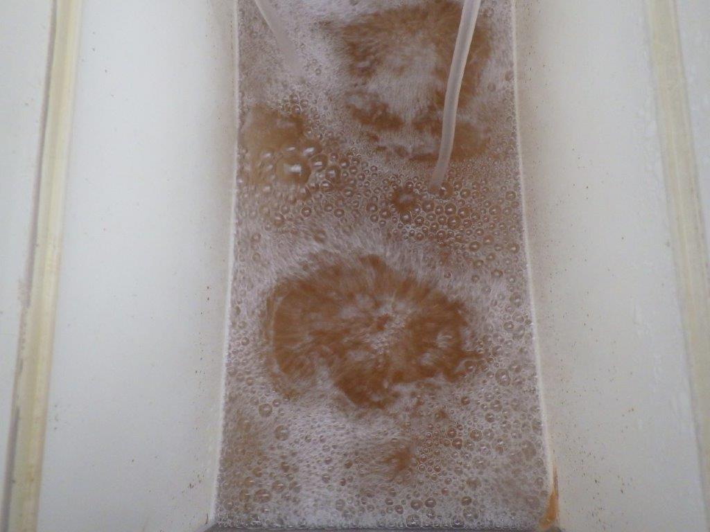 沸きすぎ注意!ブラインシュリンプ454g 孵化率90%以上