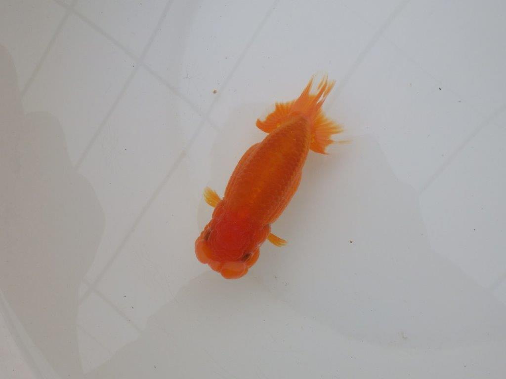 【三重 森岡淳也氏】フンタンの雰囲気が良い明け二歳らんちゅう約12㎝メス？