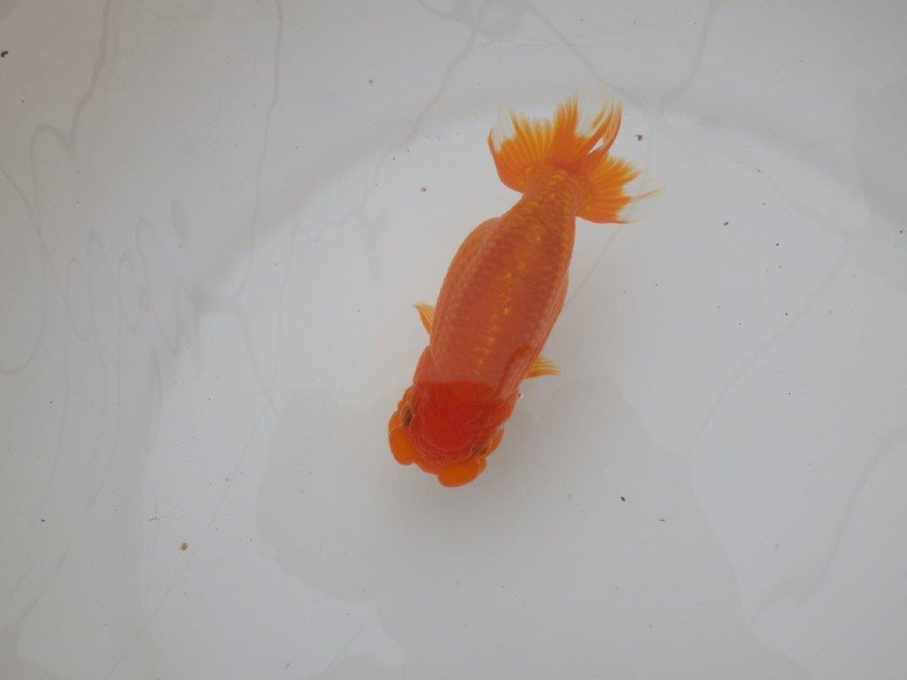 【三重 森岡淳也氏】フンタンの雰囲気が良い明け二歳らんちゅう約12㎝メス？