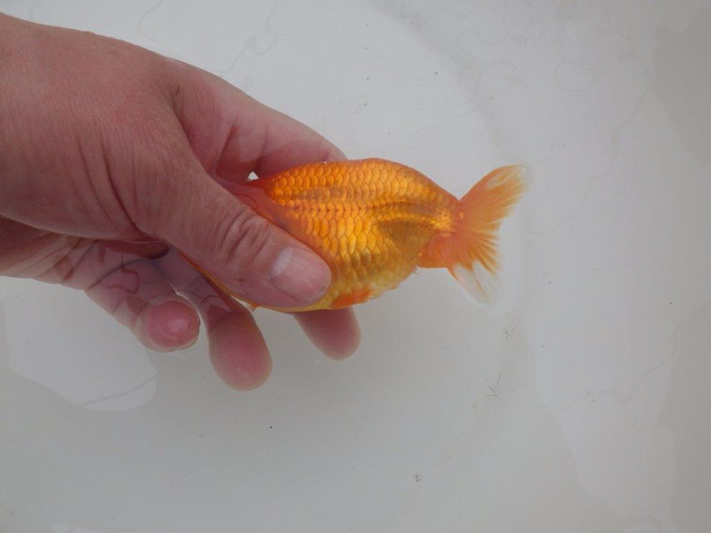 【三重 森岡淳也氏】フンタンの雰囲気が良い明け二歳らんちゅう約12㎝メス？