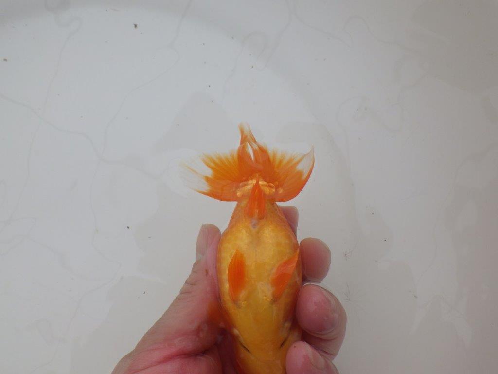 【三重 森岡淳也氏】フンタンの雰囲気が良い明け二歳らんちゅう約12㎝メス？