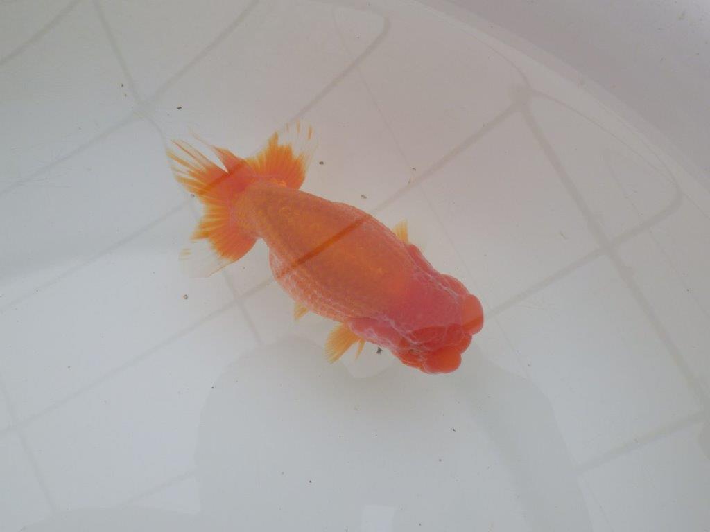 【三重森岡淳也氏】フンタン＆尾の雰囲気が良い明け二歳らんちゅう約12cmオス