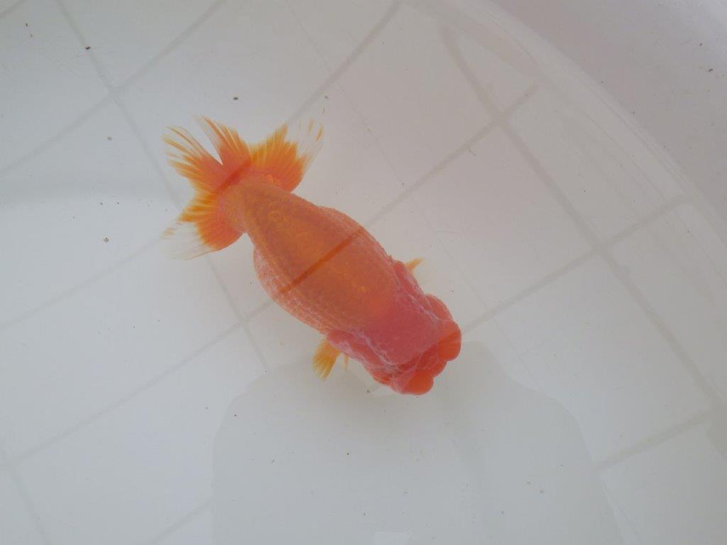 【三重森岡淳也氏】フンタン＆尾の雰囲気が良い明け二歳らんちゅう約12cmオス