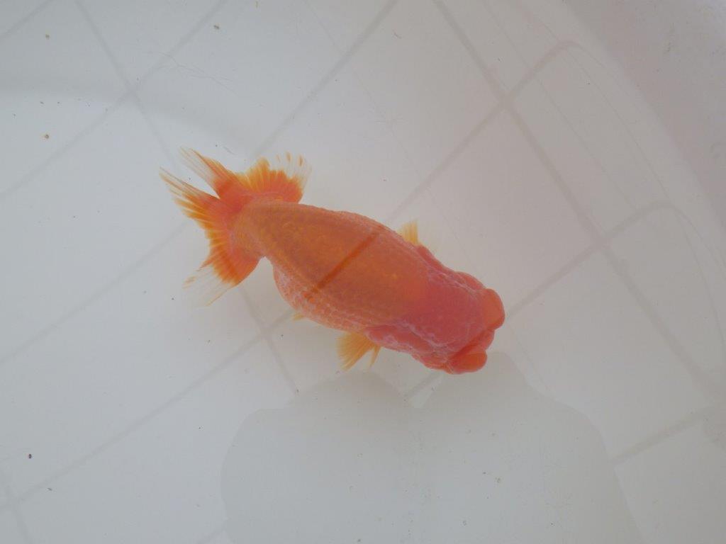 【三重森岡淳也氏】フンタン＆尾の雰囲気が良い明け二歳らんちゅう約12cmオス