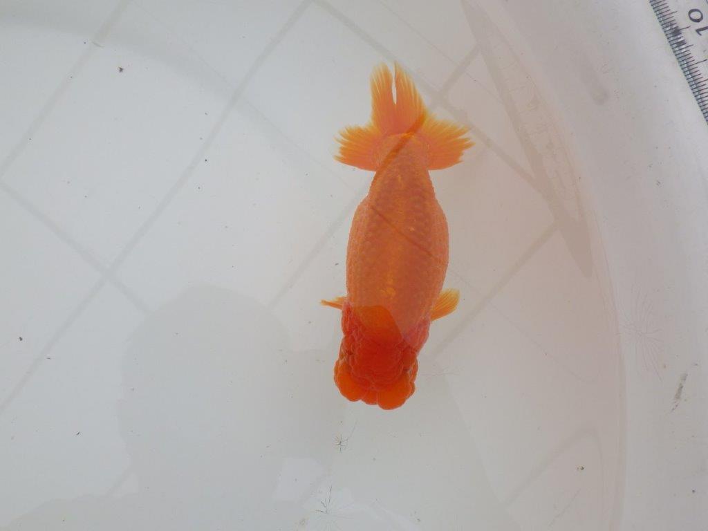 【三重森岡淳也氏】種にもお勧めしたい明け二歳らんちゅう約13㎝オス