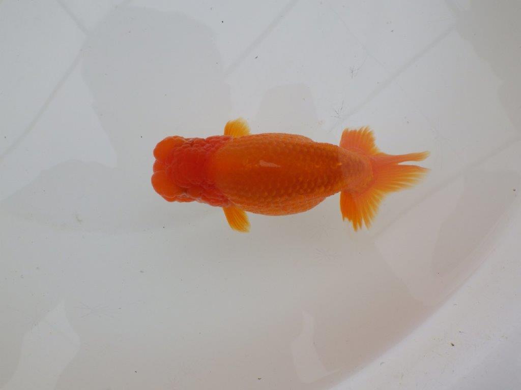 【三重森岡淳也氏】種にもお勧めしたい明け二歳らんちゅう約13㎝オス