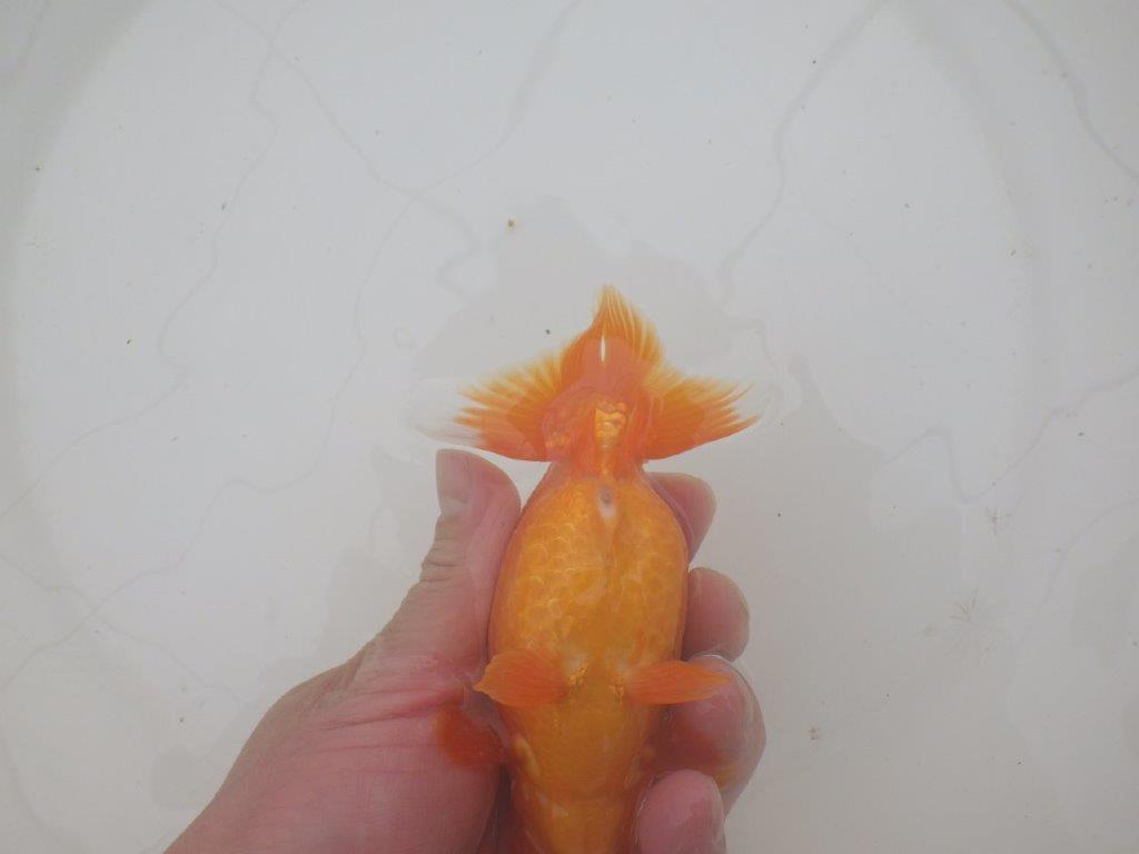 【三重森岡淳也氏】種にもお勧めしたい明け二歳らんちゅう約13㎝オス