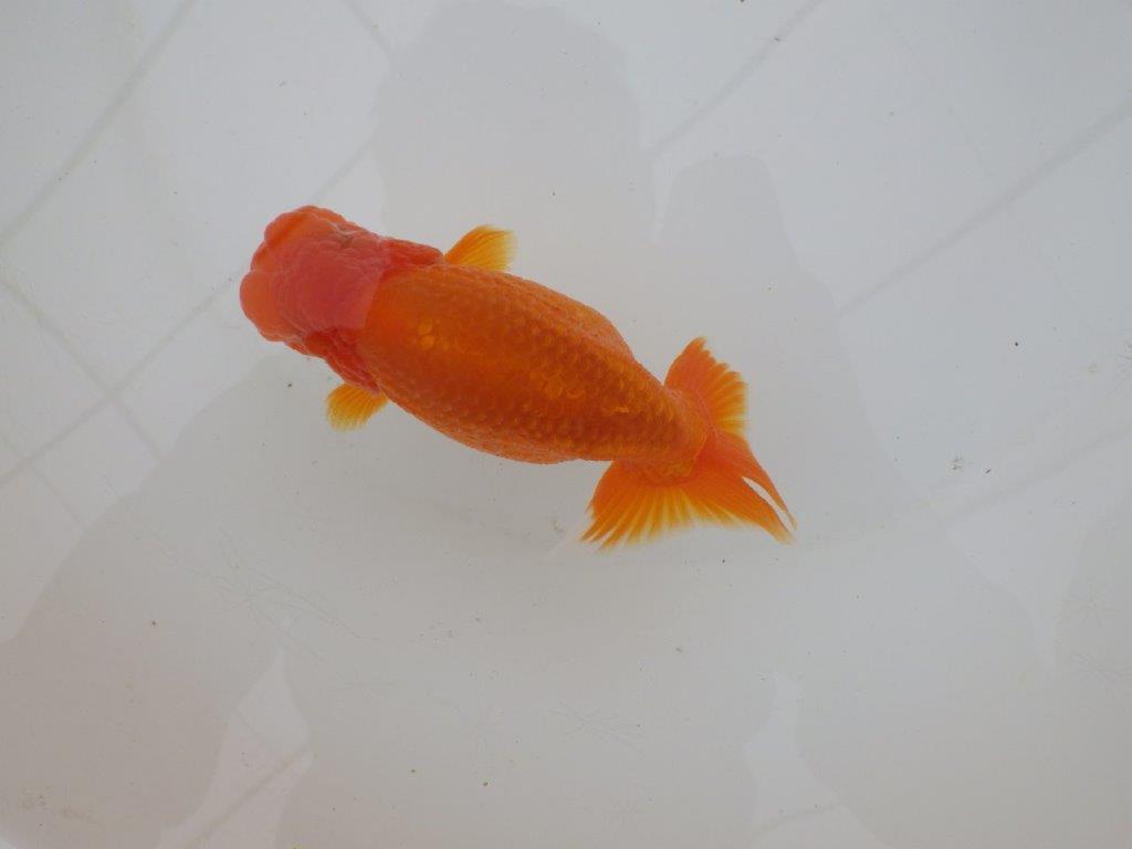 【三重森岡淳也氏】種にもお勧めしたい明け二歳らんちゅう約13㎝オス