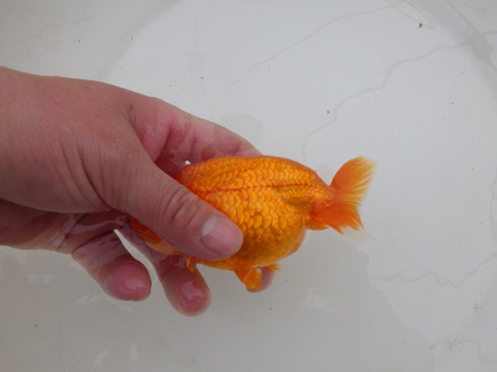 【三重森岡淳也氏】種にもお勧めしたい明け二歳らんちゅう約13㎝オス