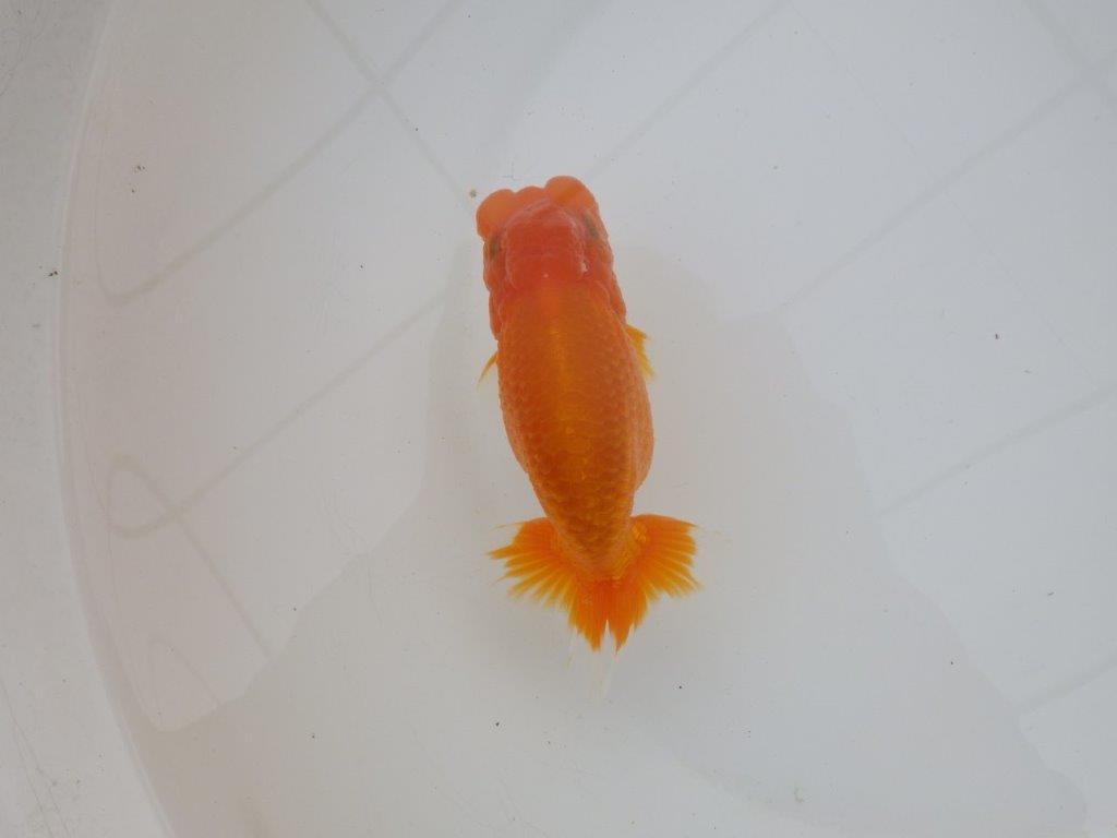 【三重森岡淳也氏】雰囲気抜群！飼い込みお勧め明け二歳らんちゅう約13㎝オス