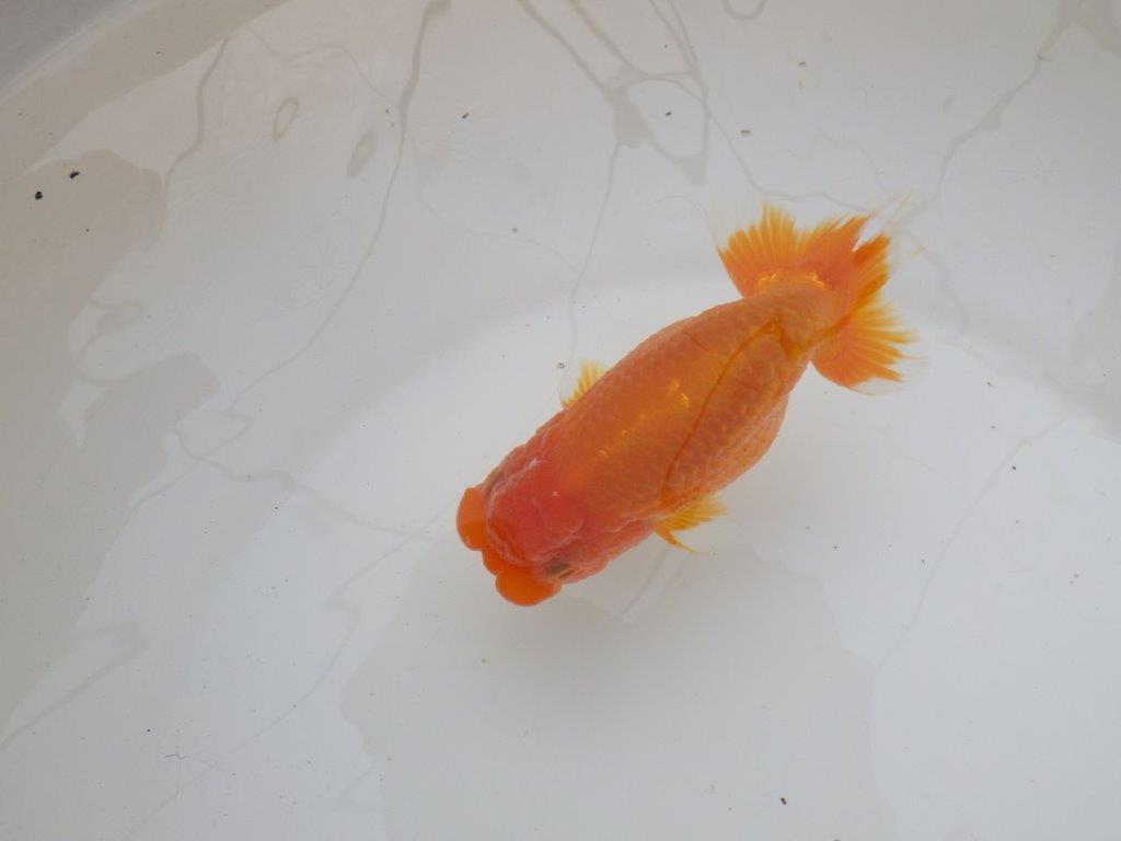 【三重森岡淳也氏】雰囲気抜群！飼い込みお勧め明け二歳らんちゅう約13㎝オス