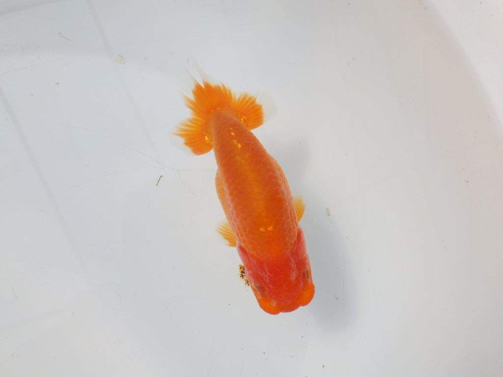 【 愛知超優良系統様】尾型、構えが良い明け二歳らんちゅう 約14㎝ メス？の上身