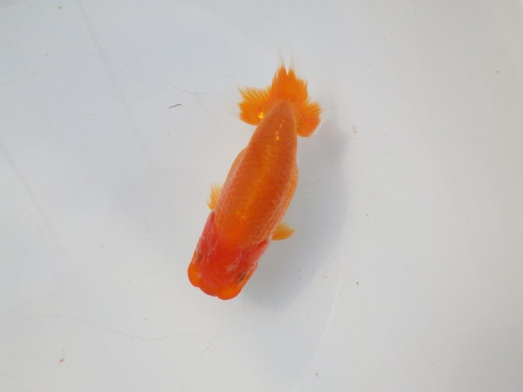 【 愛知超優良系統様】尾型、構えが良い明け二歳らんちゅう 約14㎝ メス?