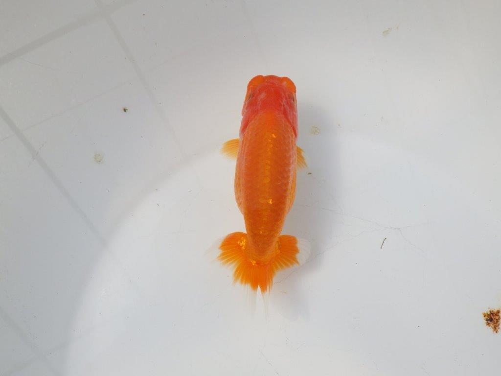 【 愛知超優良系統様】尾型、構えが良い明け二歳らんちゅう 約14㎝ メス?