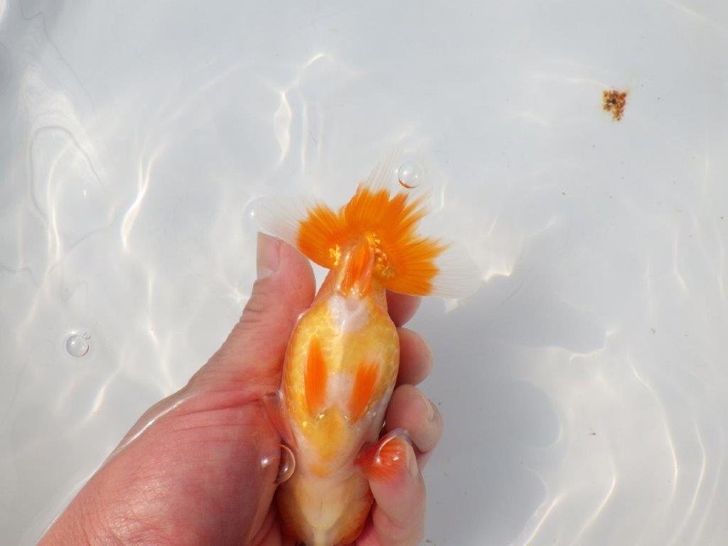 【 愛知超優良系統様】尾型、構えが良い明け二歳らんちゅう 約14㎝ メス?