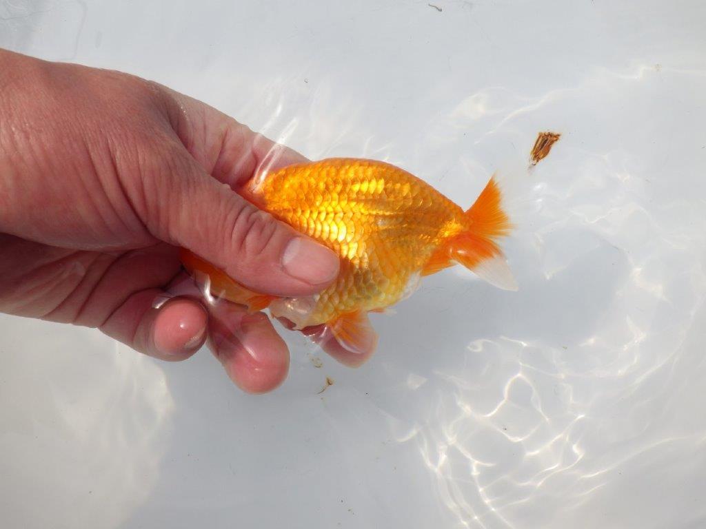 【 愛知超優良系統様】尾型、構えが良い明け二歳らんちゅう 約14㎝ メス?