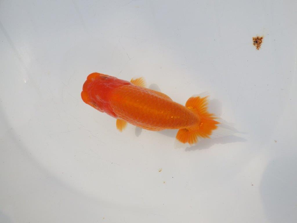 【 愛知超優良系統様】尾型、構えが良い明け二歳らんちゅう 約14㎝ メス?