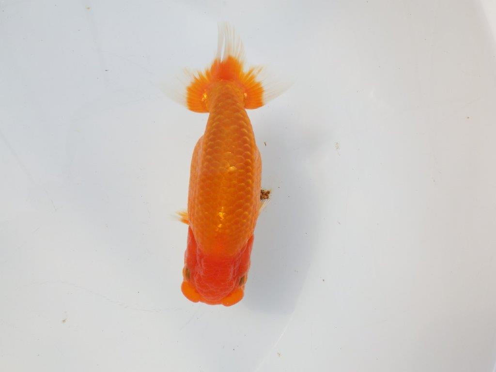 【愛知超優良系統様】頭、尾の雰囲気が良い明け二歳らんちゅう約14,5㎝メス？の上身