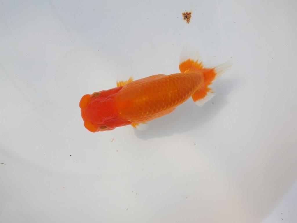 【愛知超優良系統様】頭、尾の雰囲気が良い明け二歳らんちゅう約14,5㎝メス?